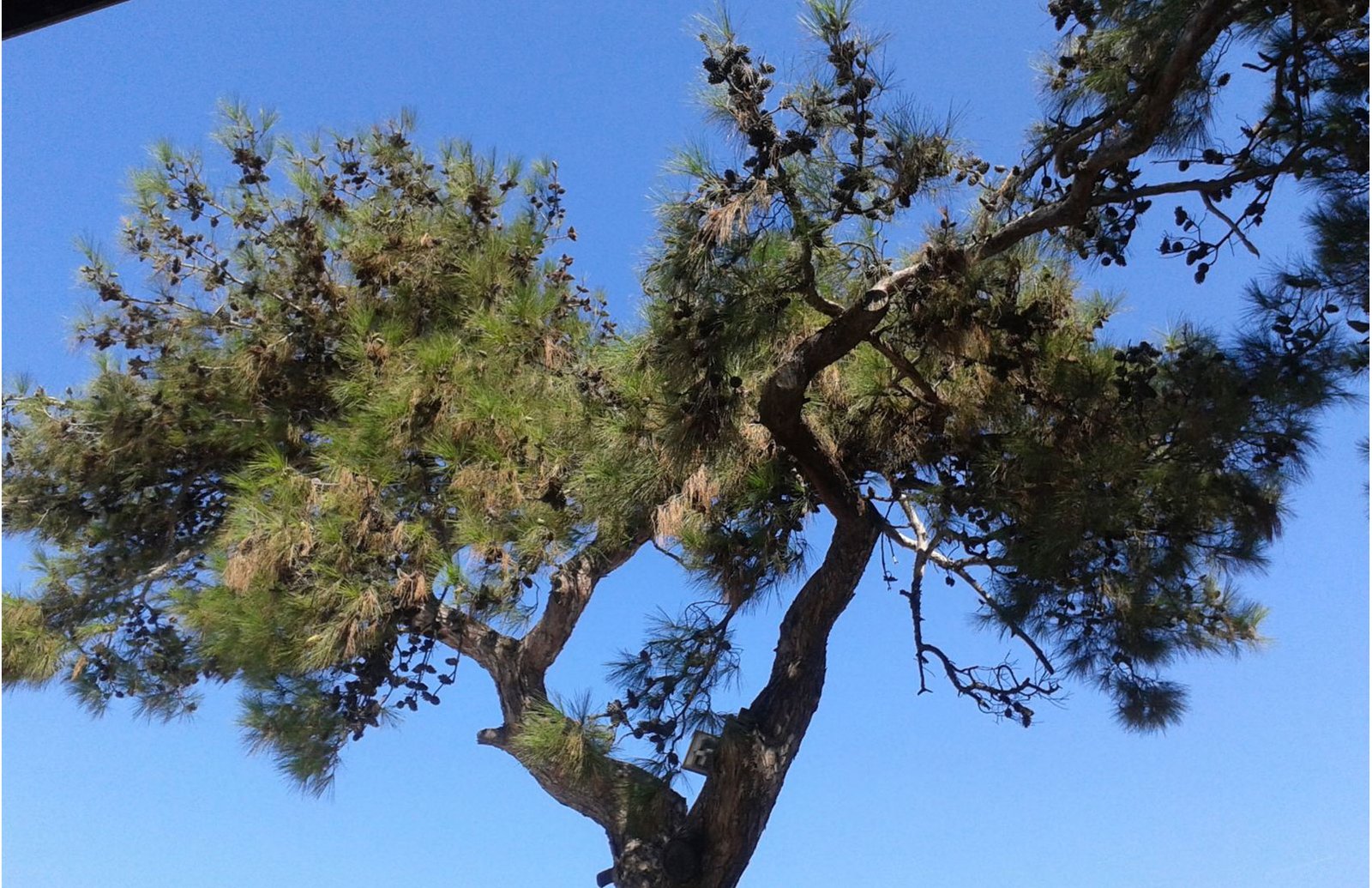 Çamlı Kahve Tarihi Çamlı Kahve Tirilye / Mudanya